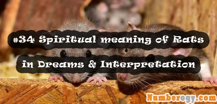#34 Spiritual meaning of Rats in Dreams & Interpretation